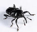 Madarellus inconstans - photo 4