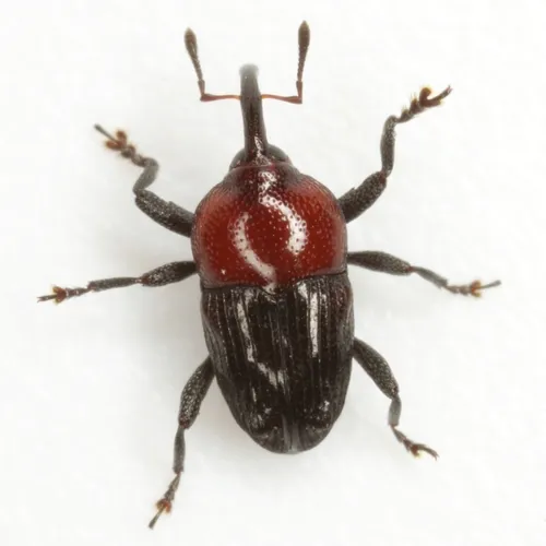Madarellus undulatus