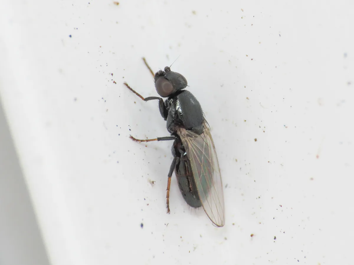 Madiza glabra - photo 3