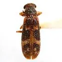 Madoniella chiricahua