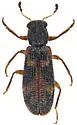 Madoniella chiricahua - photo 2