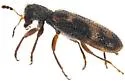 Madoniella chiricahua - photo 4