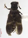 Madoniella crinis