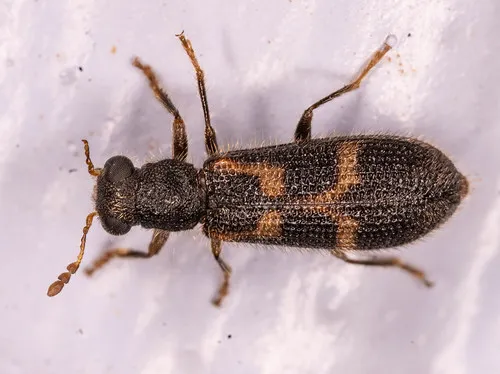 Madoniella dislocata