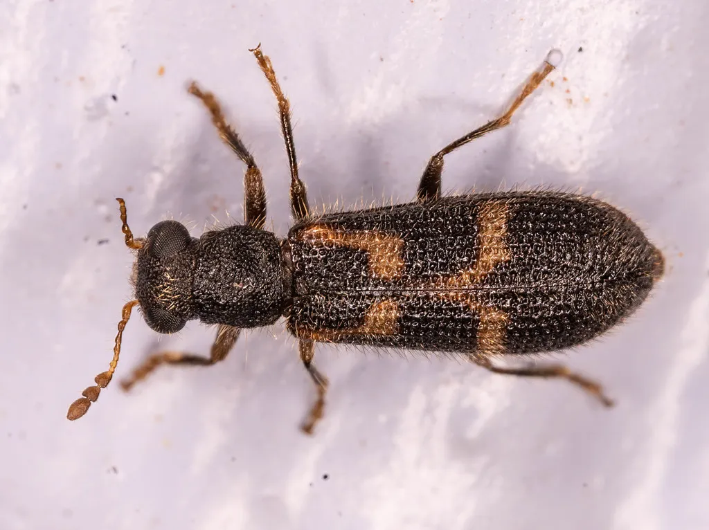 Madoniella dislocata - photo 2