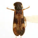Madoniella rectangularis - photo 2