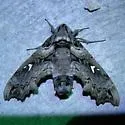 Madoryx pseudothyreus - Hodges#7843