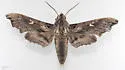 Madoryx pseudothyreus - Hodges#7843 - photo 4