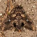 Madoryx pseudothyreus - Hodges#7843 - photo 5