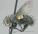 Madremyia saundersii
