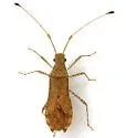 Madura perfida