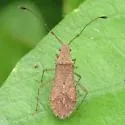 Madura perfida - photo 2