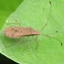 Madura perfida - photo 3