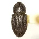 Maemactes cribratus - Maemactes cribratus