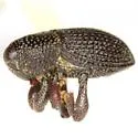 Maemactes cribratus - photo 2