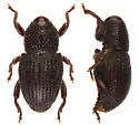 Maemactes cribratus - photo 3