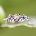 Maevia undescribed - photo 5