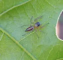 Maevia intermedia