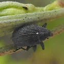 Magdalinops falli - Magdalinops falli