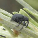 Magdalinops falli - photo 2
