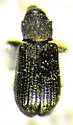 Bronze Appletree Weevil