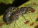 Bronze Appletree Weevil - photo 2