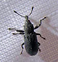 Bronze Appletree Weevil - photo 3