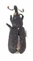 Bronze Appletree Weevil - photo 4