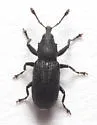 Bronze Appletree Weevil - photo 5