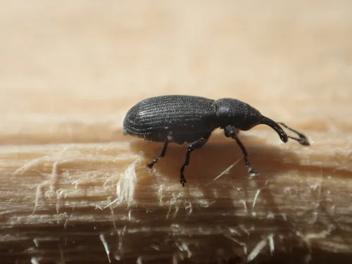 Magdalis alutacea