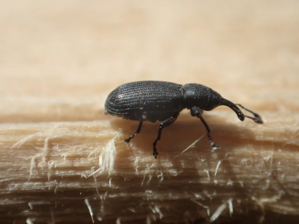Magdalis alutacea - photo 2