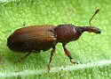 Red Elm Bark Weevil
