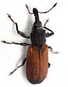 Red Elm Bark Weevil - photo 2