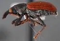 Red Elm Bark Weevil - photo 3