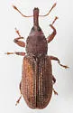 Red Elm Bark Weevil - photo 4