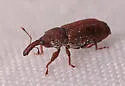 Red Elm Bark Weevil - photo 5