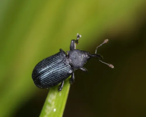 Magdalis austera
