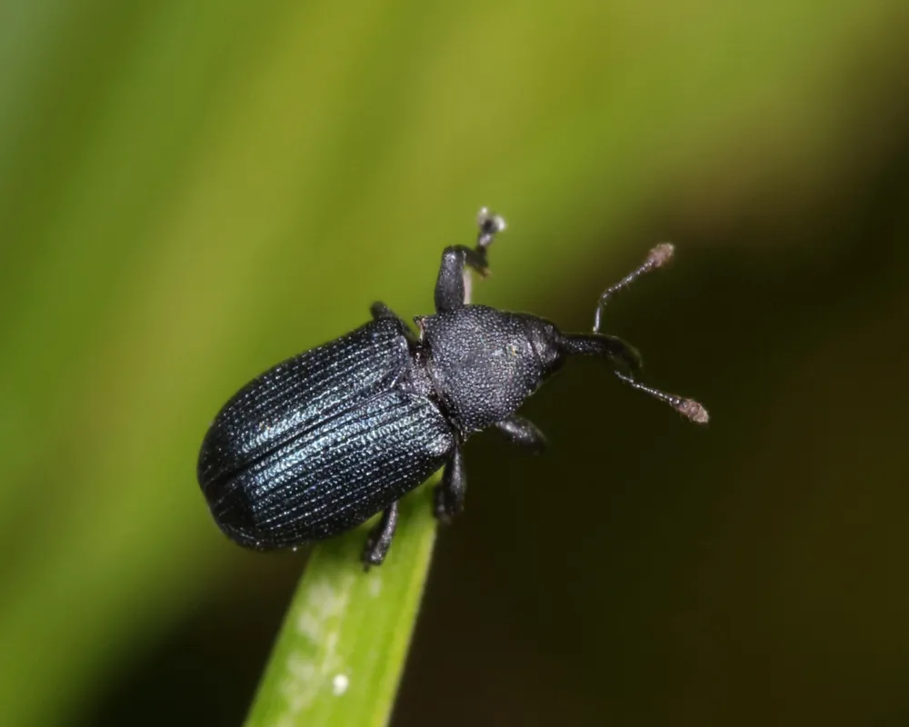Magdalis austera - photo 2
