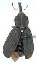 Black Elm Bark Weevil