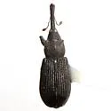 Black Elm Bark Weevil - photo 2