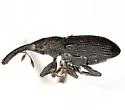 Black Elm Bark Weevil - photo 3