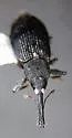 Black Elm Bark Weevil - photo 4