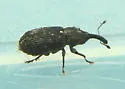Black Elm Bark Weevil - photo 5