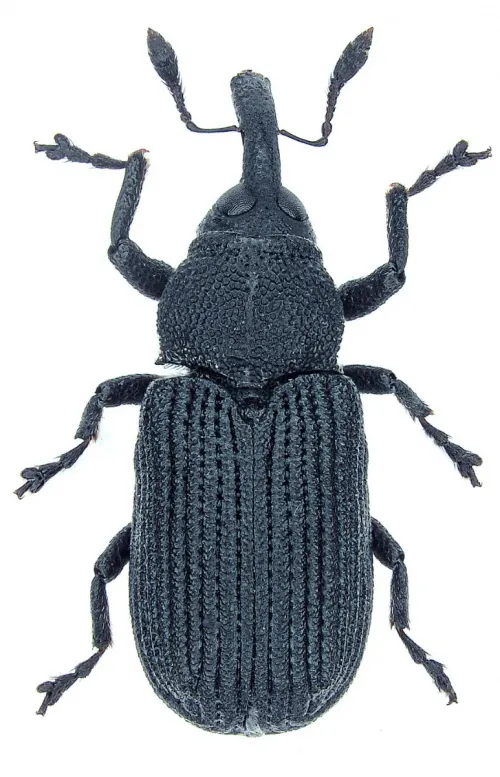 Magdalis cerasi