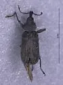 pilose sp. from WA