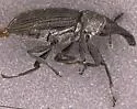 pilose sp. from WA - photo 2
