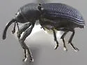Magdalis convexicollis - photo 2