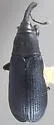 Magdalis cuneiformis
