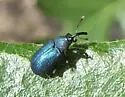 Magdalis gentilis - photo 3