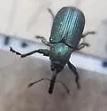 Magdalis gentilis - photo 4
